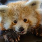 Entry image for Pre-School Portrait