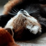 Entry image for Panda Whiskers