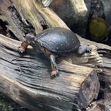 Entry image for I see you looking at me!