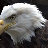 Entry image for Eagle eye