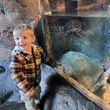 Entry image for Turtles!