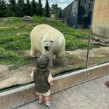 Entry image for Polar Bear discovery!