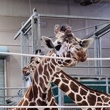 Entry image for Giraffic Display of Affection