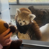 Entry image for Henny makes a friend 