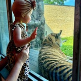 Entry image for Cheetah vs. Tiger