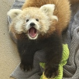 Entry image for Cutie 