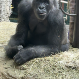 Entry image for Living the dream !