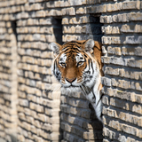 Entry image for Show Time