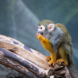 Entry image for OH MY