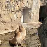 Entry image for Loving the sun