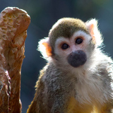 Entry image for Squirrel Monkey Sunshine