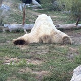 Entry image for Polar Bear hanging out 