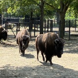 Entry image for Here come the girls 