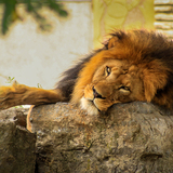 Entry image for Sharp Focus, Calm Soul