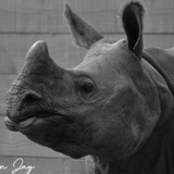 Entry image for Thick Skin Protects A Gentle Heart 