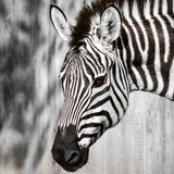 Entry image for Symphony of Black and White 