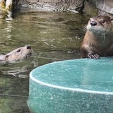 Entry image for A Watery Meeting