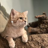 Entry image for Sandy Kitty