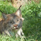 Entry image for Lazy day