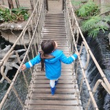 Entry image for Amazed in the Rainforest 