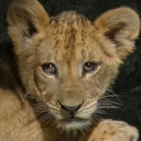 Entry image for Cub's 1st Day Out