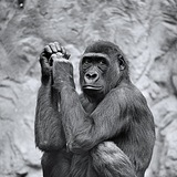 Entry image for The Thinker.