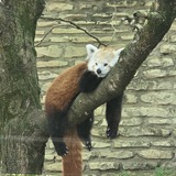 Entry image for Red Panda relaxing