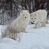 Entry image for A tale of two cute foxes 