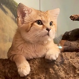 Entry image for Paws, Pause, and Wonder 