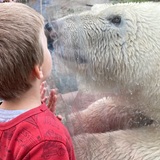 Entry image for Polar Bear Kisses