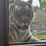 Entry image for Surprise Tiger