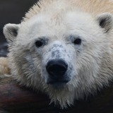 Entry image for For the Love of Luna