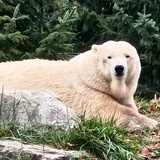 Entry image for Pretty Bear