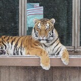 Entry image for Sungari 