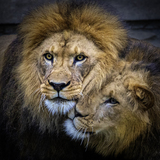 Entry image for lions