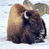 Entry image for “Even I know that wasn’t an interception. Go Bills.” -Buffalo