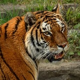 Entry image for Eye of the Tiger 