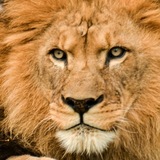 Entry image for Portrait of a King 