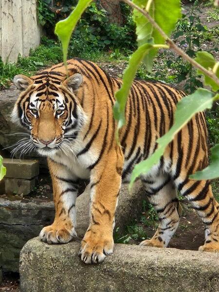 Entry image for Eye of the Tiger. Clicking this image will show a larger photo