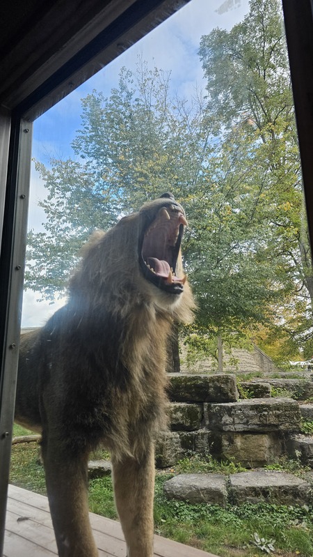 Entry image for The yawn. Clicking this image will show a larger photo