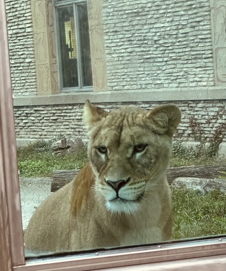 Entry image for Stop Lion Around & Visit The Buffalo Zoo. Clicking this image will show a larger photo