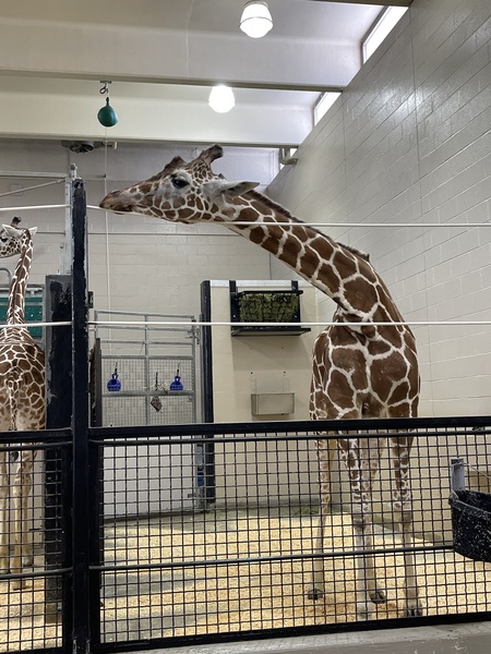 Entry image for Resourceful resting . Clicking this image will show a larger photo