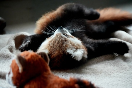 Entry image for Panda Whiskers. Clicking this image will show a larger photo