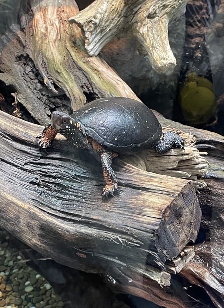 Entry image for I see you looking at me!. Clicking this image will show a larger photo