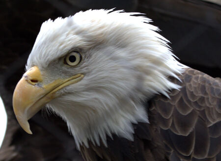 Entry image for Eagle eye. Clicking this image will show a larger photo