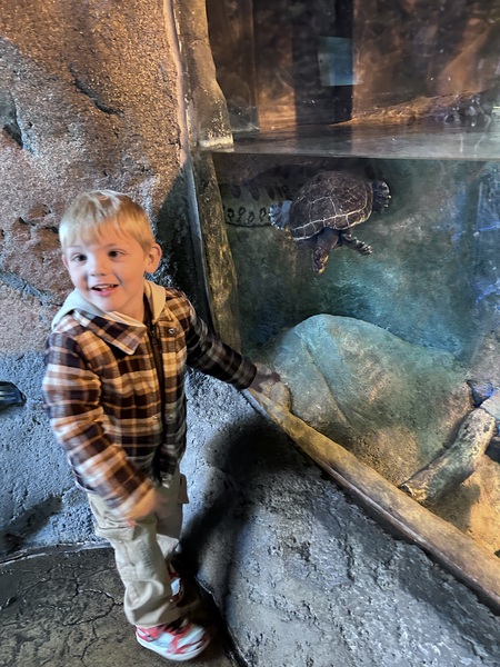 Entry image for Turtles!. Clicking this image will show a larger photo