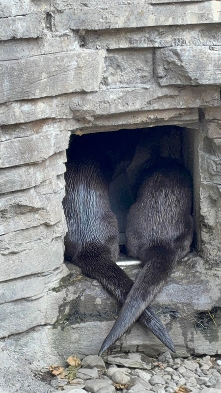 Entry image for Otterly adorable . Clicking this image will show a larger photo