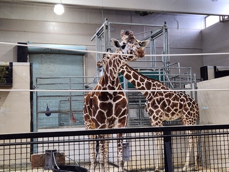 Entry image for Giraffic Display of Affection. Clicking this image will show a larger photo