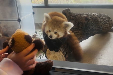 Entry image for Henny makes a friend . Clicking this image will show a larger photo