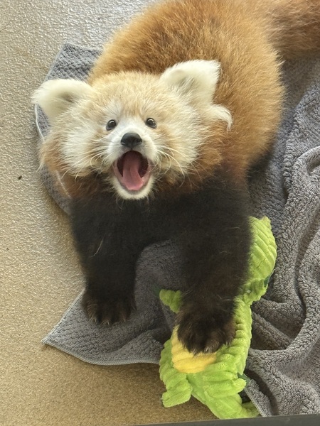 Entry image for Cutie . Clicking this image will show a larger photo